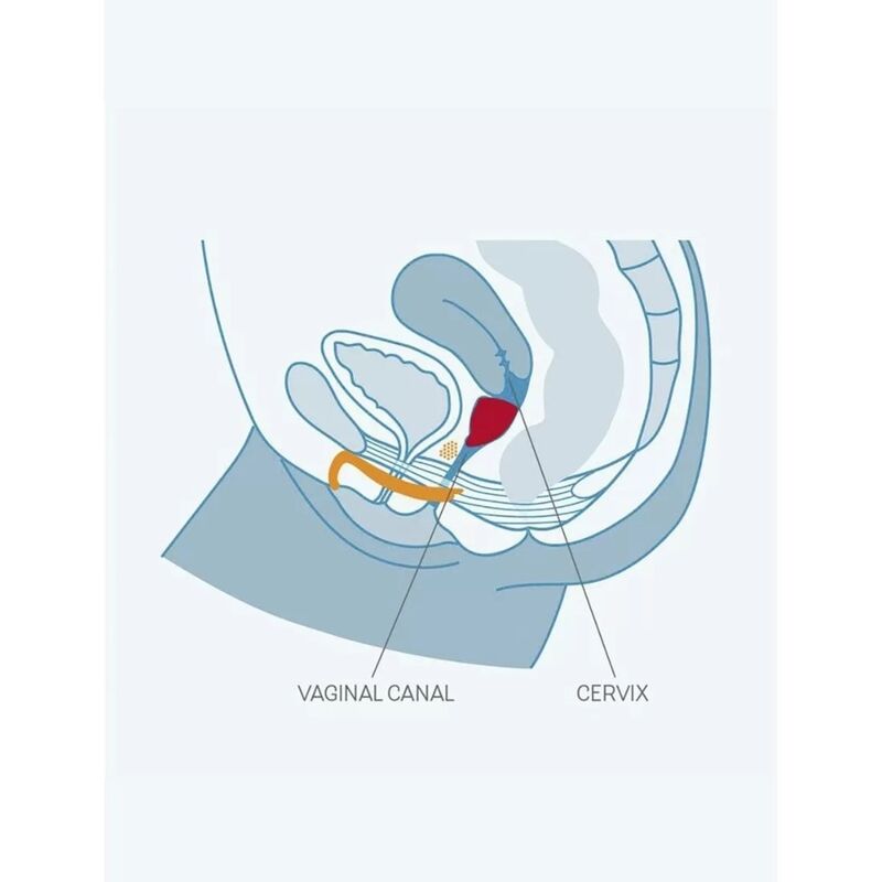Copa Menstrual Fun Cup Tamaño B Color Uva